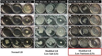 Response to Bile Salts in Clinical Strains of Acinetobacter baumannii Lacking the AdeABC Efflux Pump: Virulence Associated with Quorum Sensing